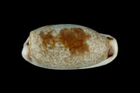 藏品(寬口寶螺)的圖片